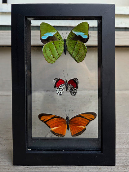 Framed Butterfly Art: Triple