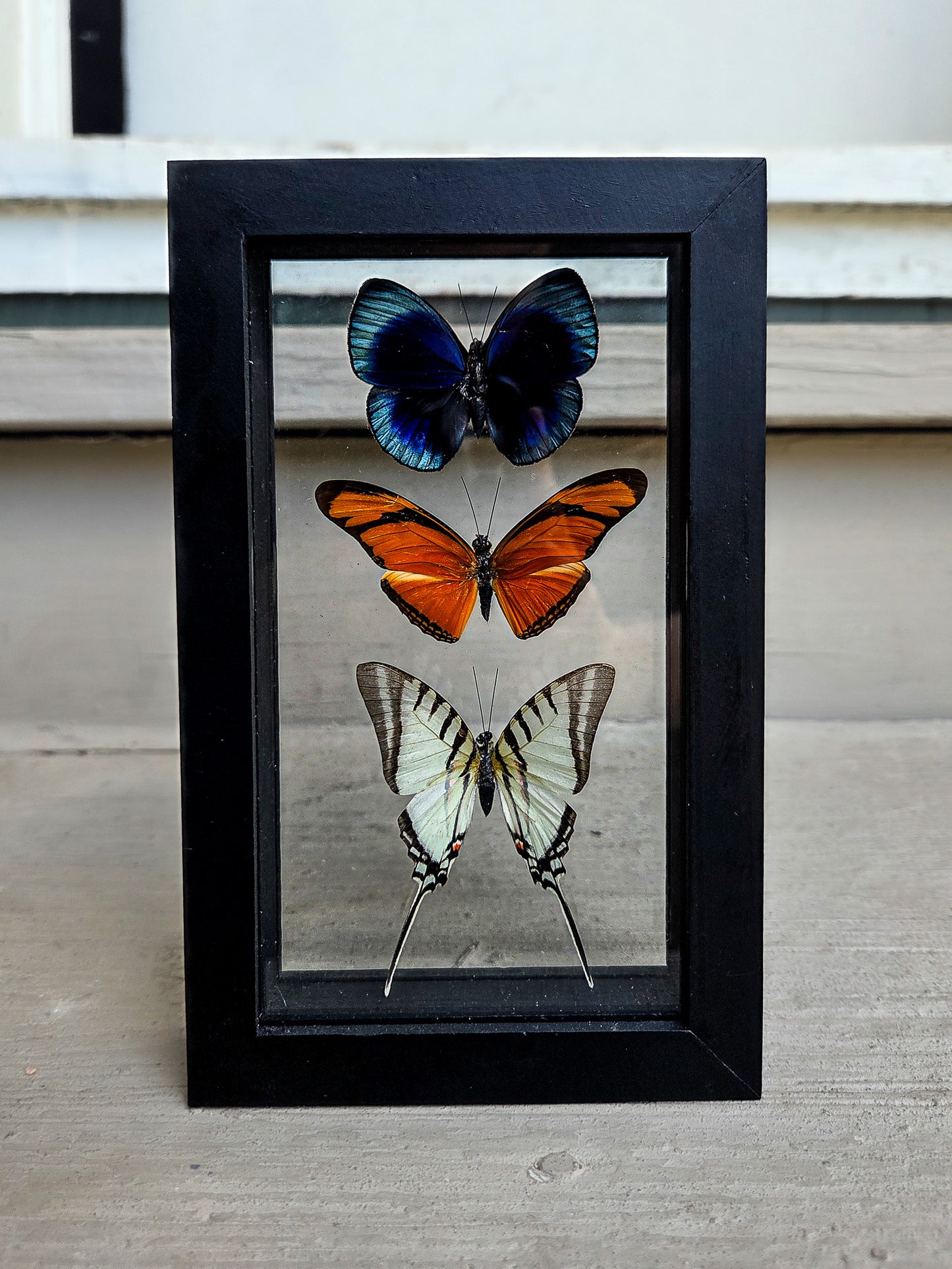 Framed Butterfly Art: Triple