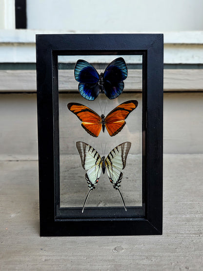 Framed Butterfly Art: Triple