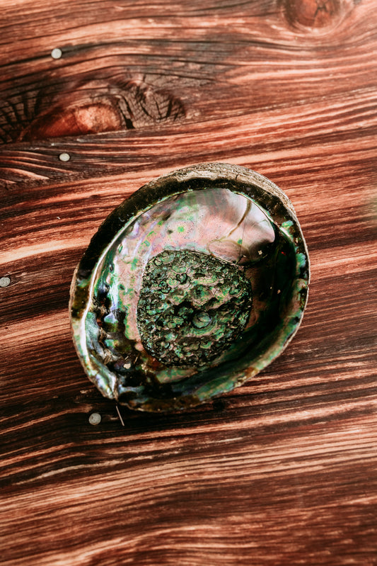 Abalone Shell