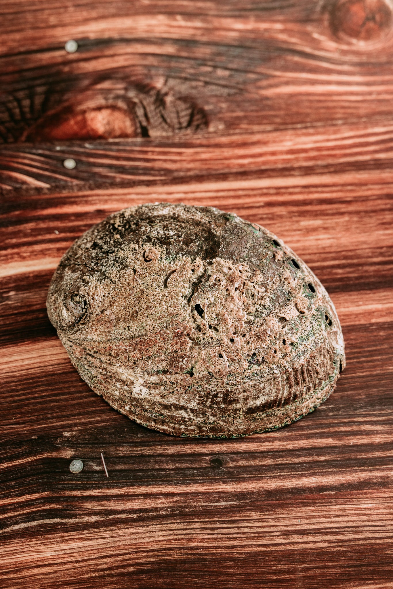 Abalone Shell