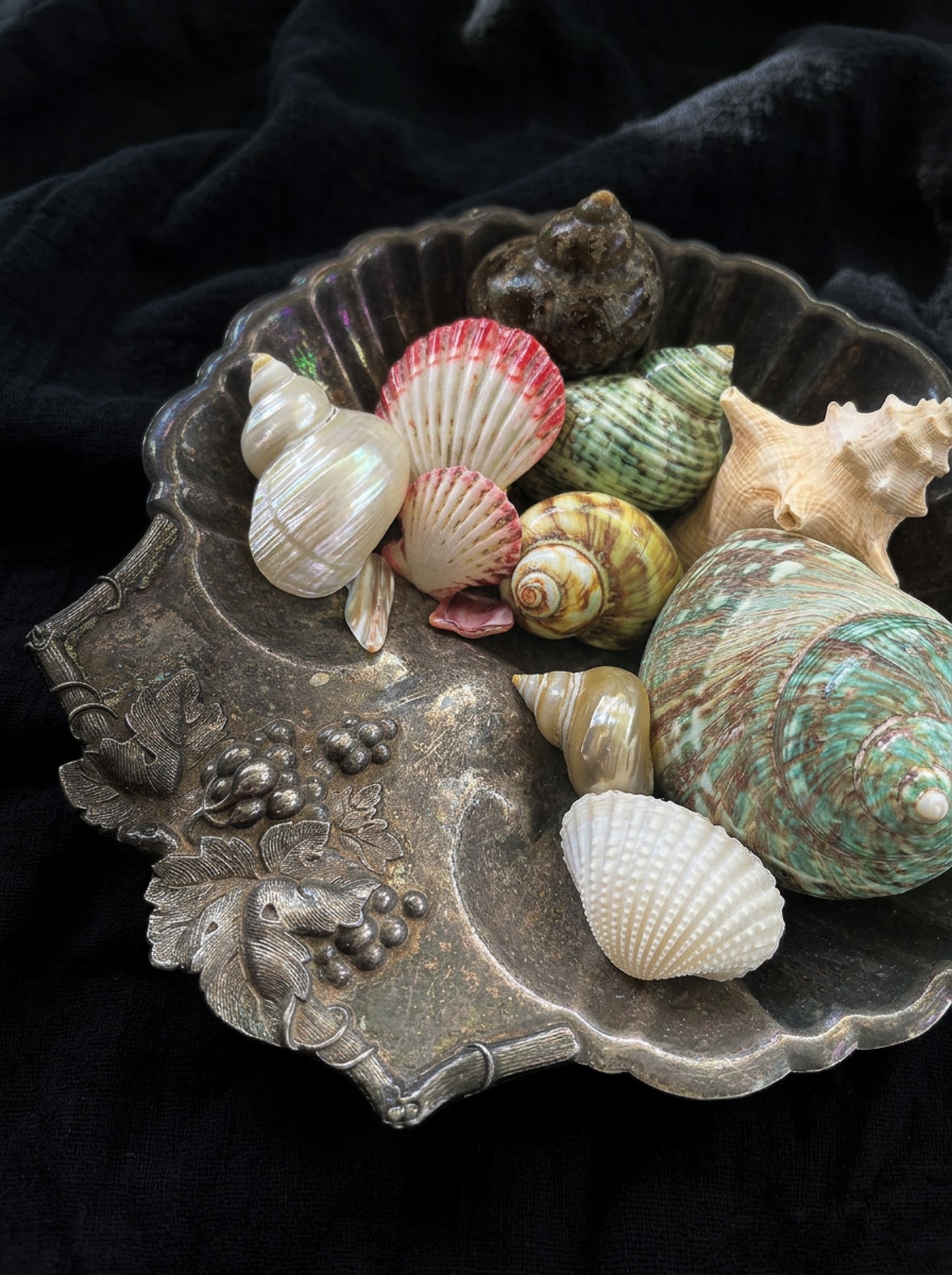 Assorted Shells (choose one)