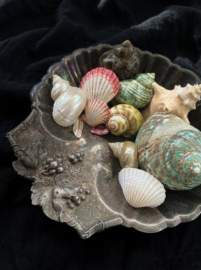 Assorted Shells (choose one)