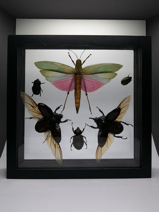 Beetles & Grasshopper Small Framed Insects