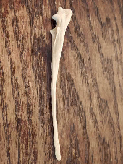 Coyote Leg Bone