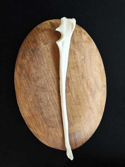 Coyote Leg Bone