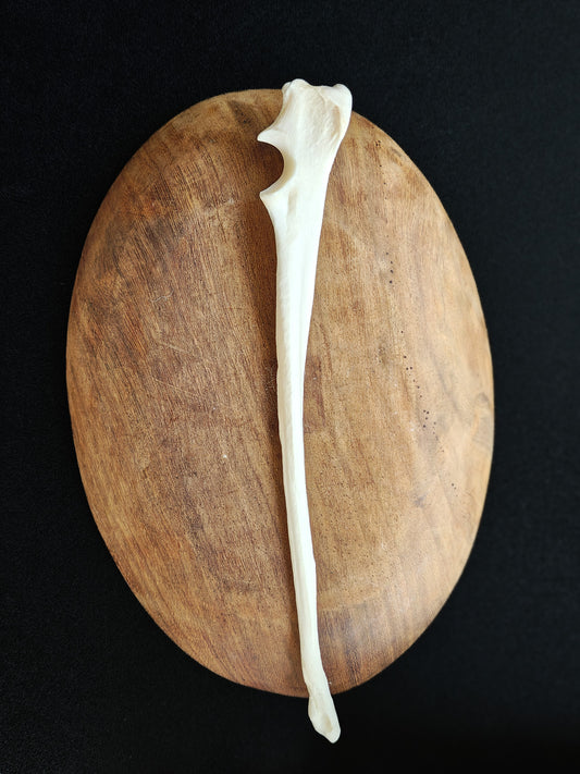 Coyote Leg Bone