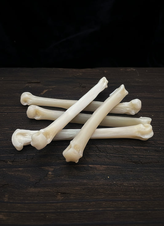 Coyote Paw Bone