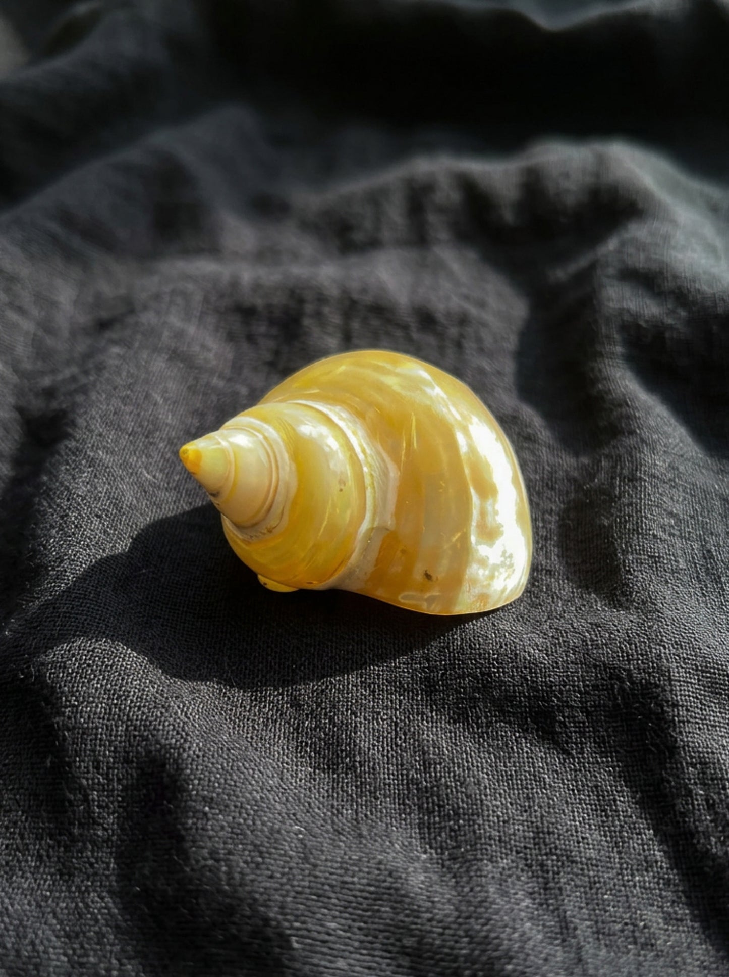 Assorted Shells (choose one)