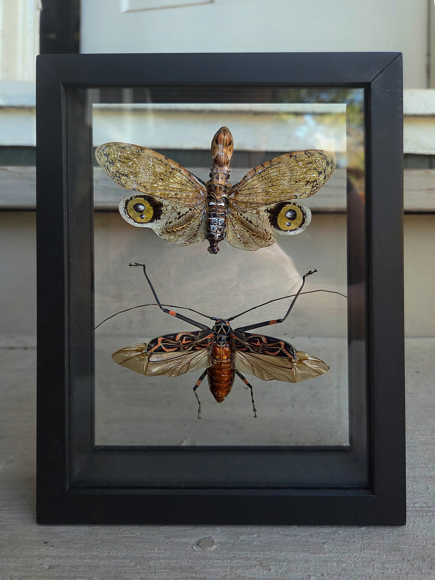 Double Framed Insect