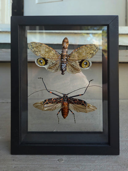 Double Framed Insect