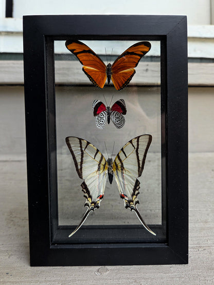 Framed Butterfly Art: Triple