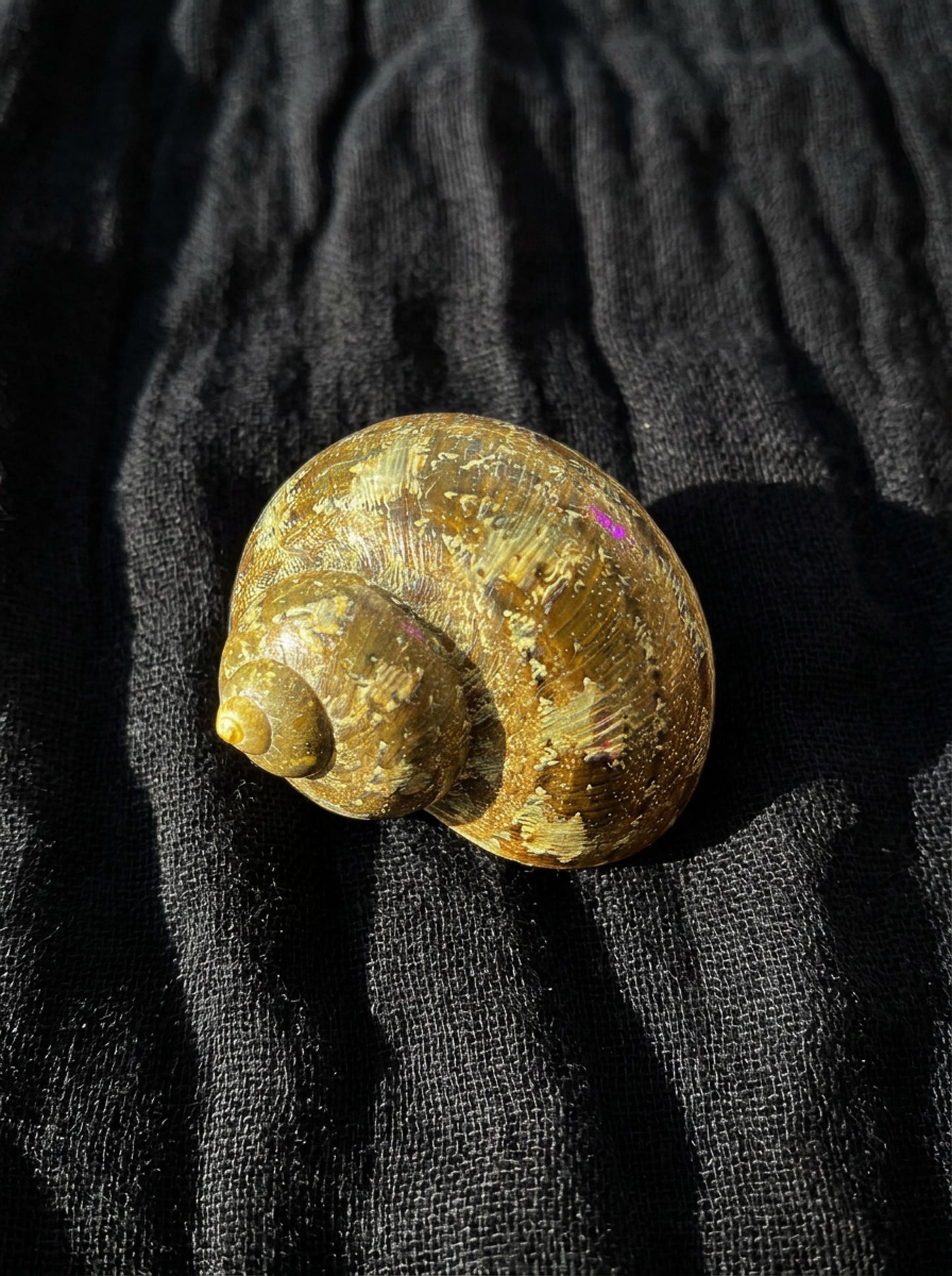 Assorted Shells (choose one)