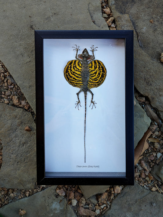 Framed Flying Lizard