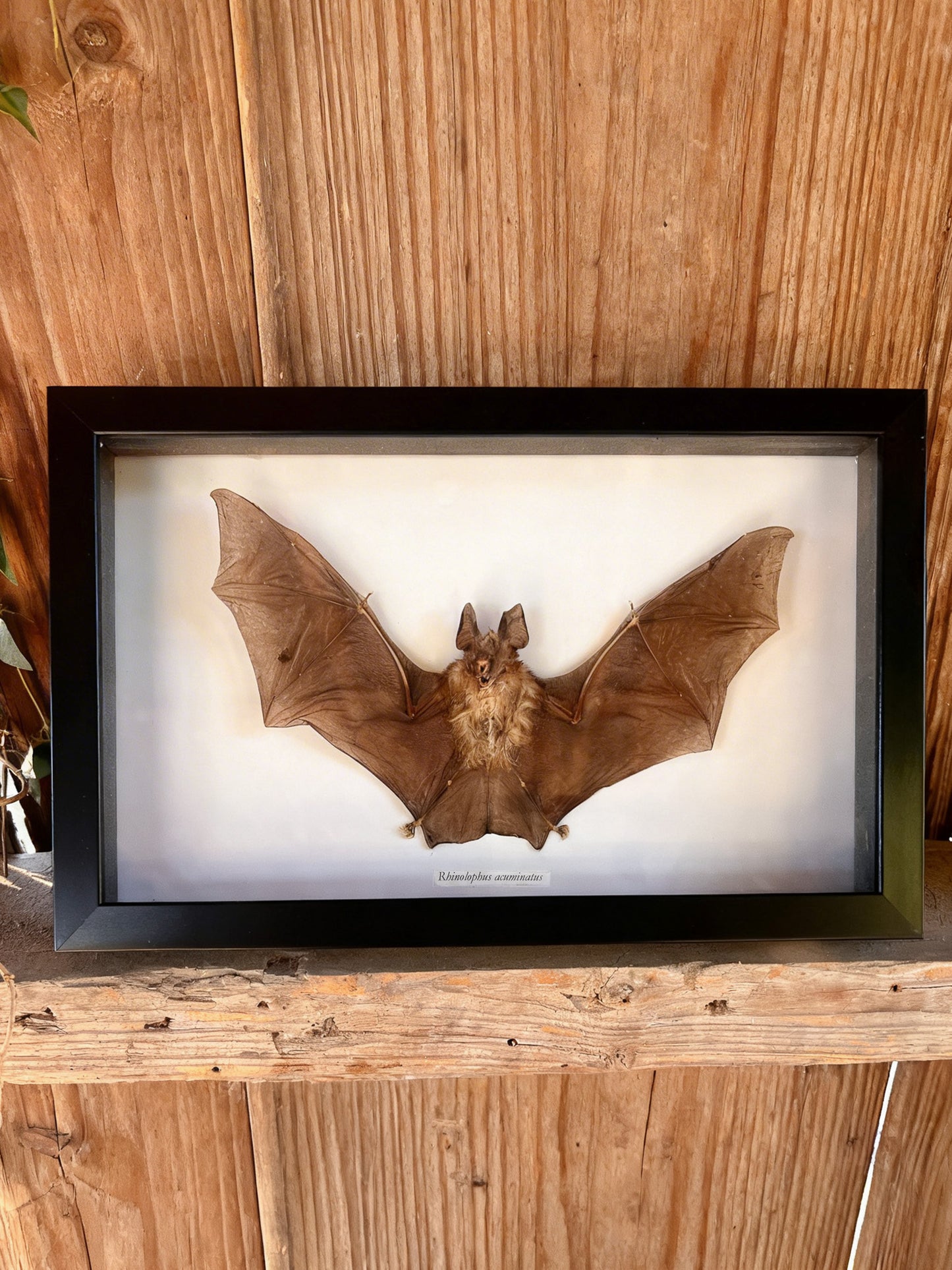 Framed Taxidermy Bat
