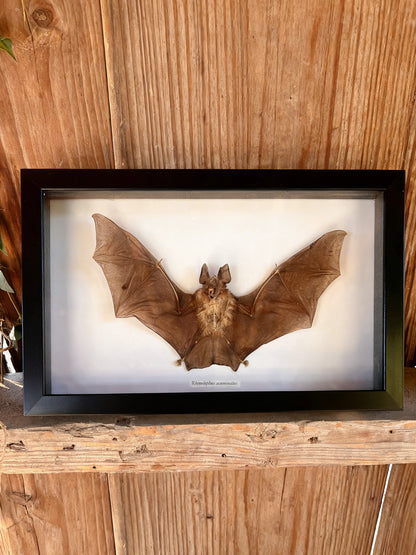 Framed Taxidermy Bat