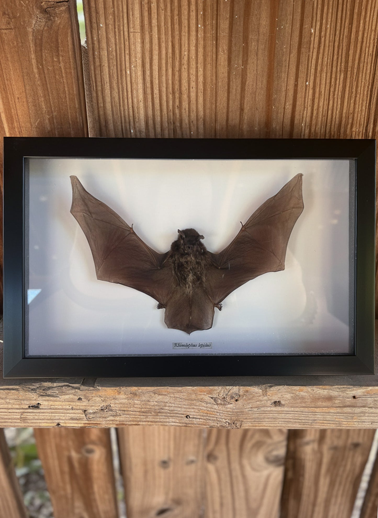 Framed Taxidermy Bat