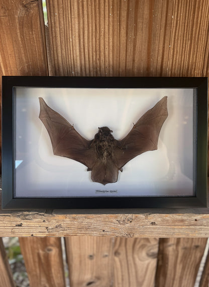 Framed Taxidermy Bat