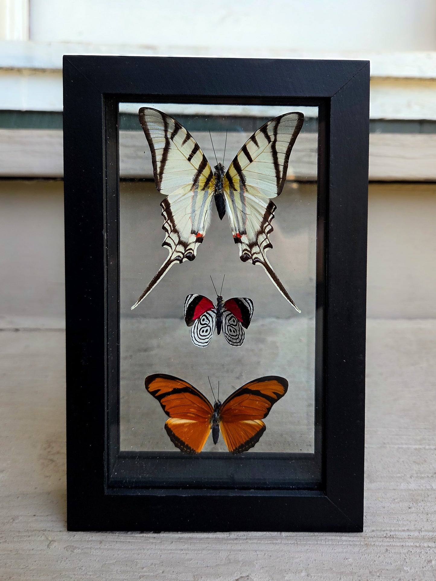 Framed Butterfly Art: Triple
