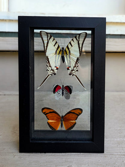Framed Butterfly Art: Triple