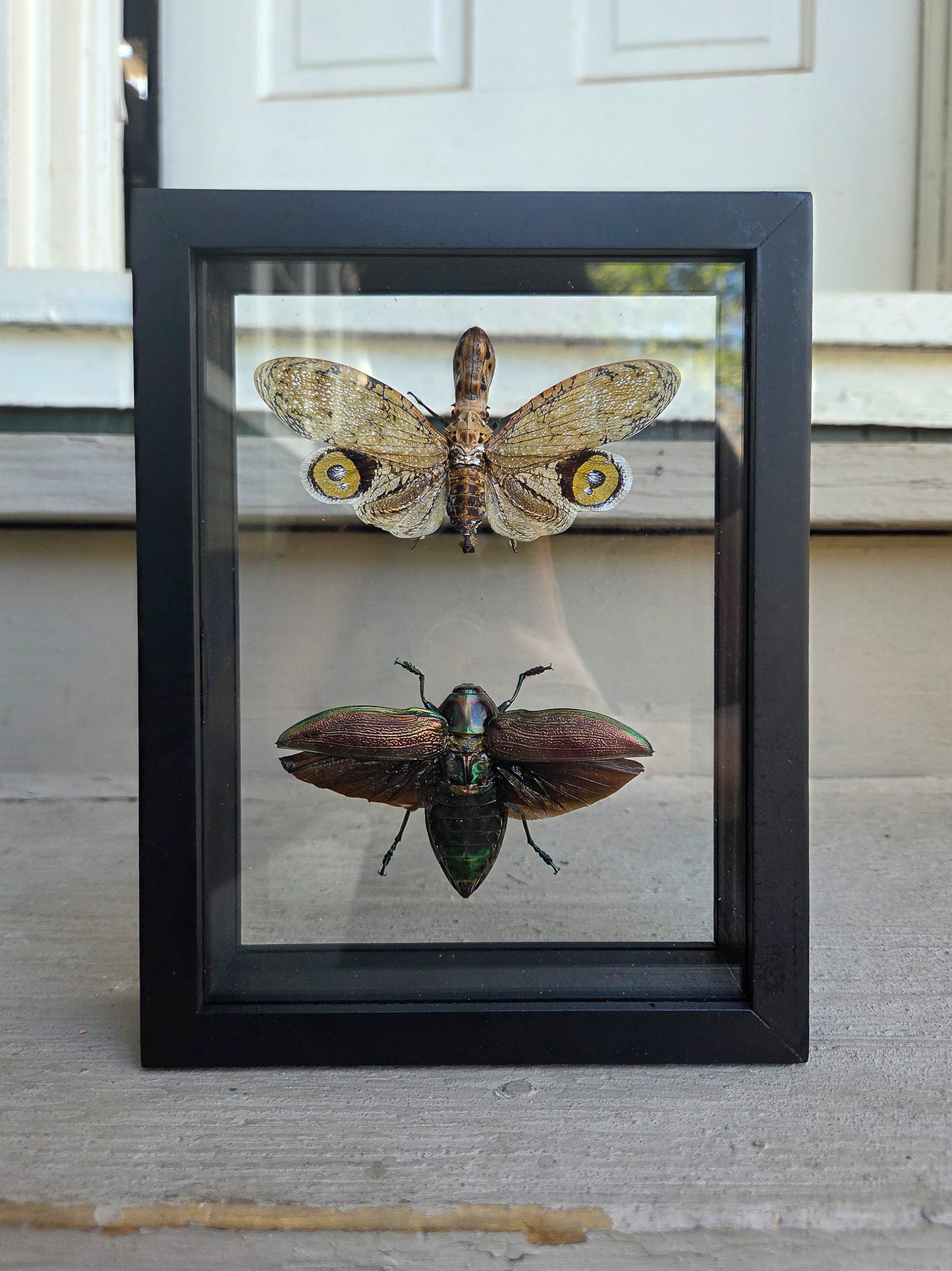 Double Framed Insect
