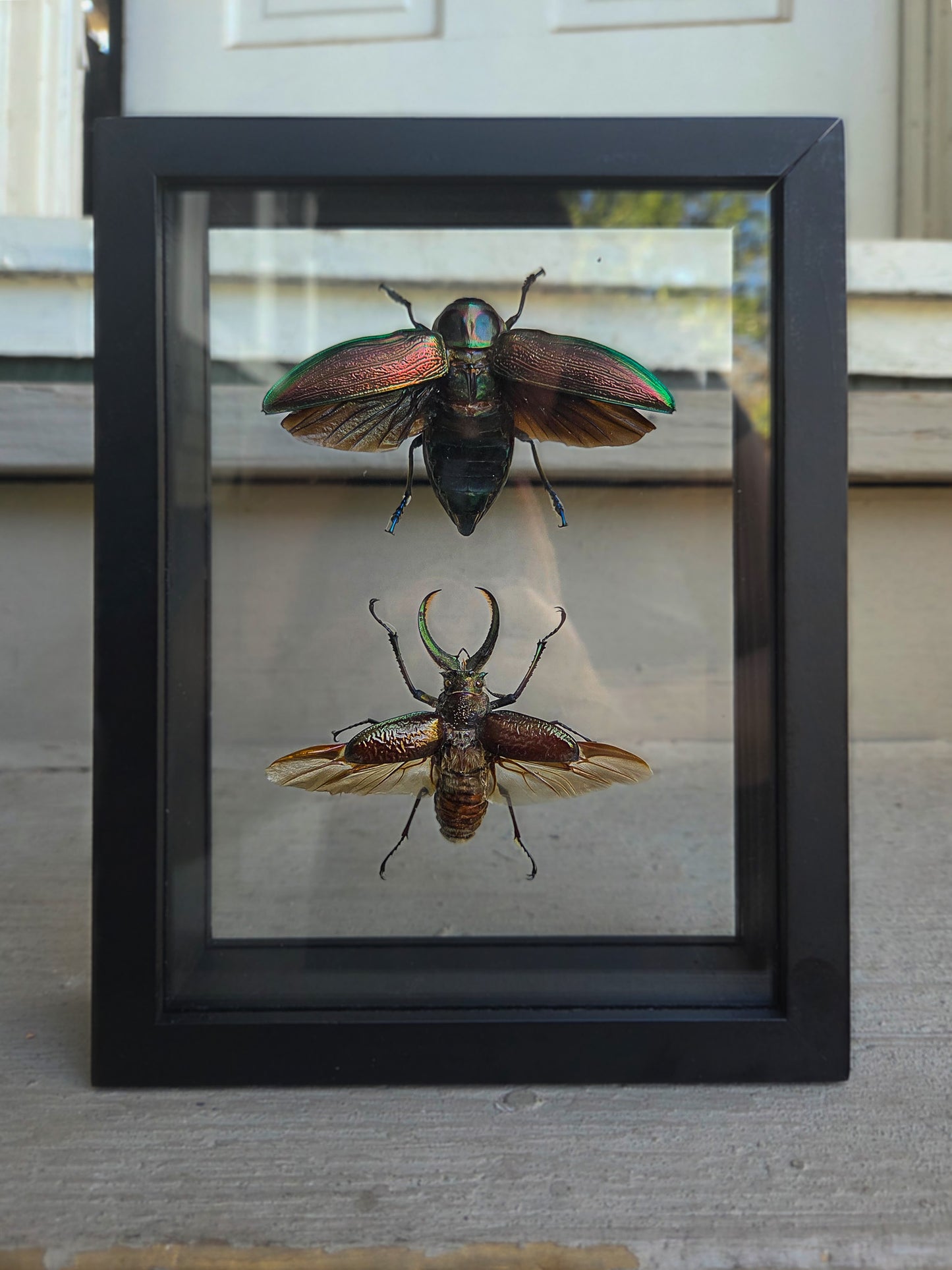 Double Framed Insect
