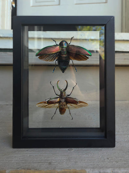 Double Framed Insect