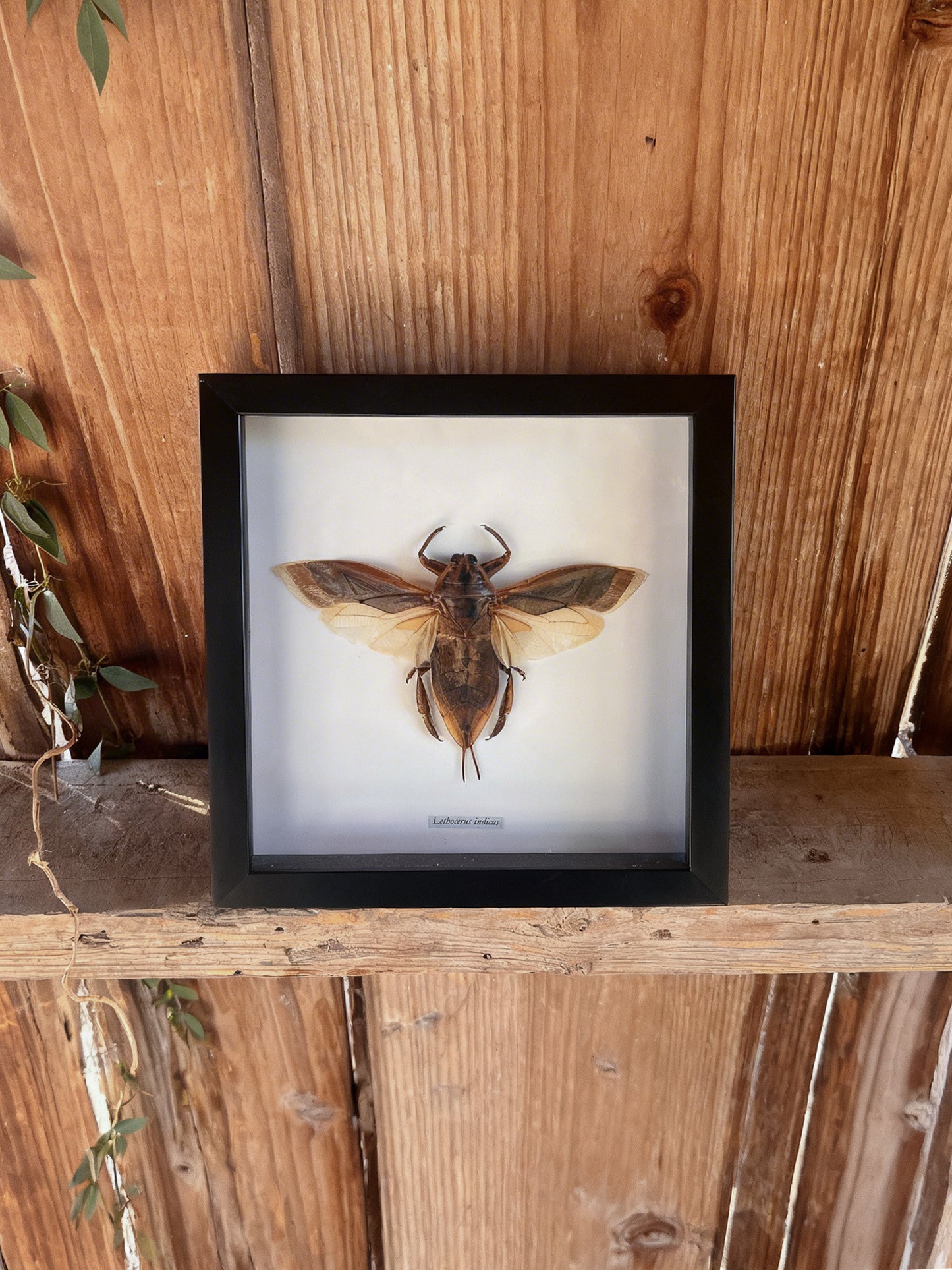 Framed Insect Taxidermy