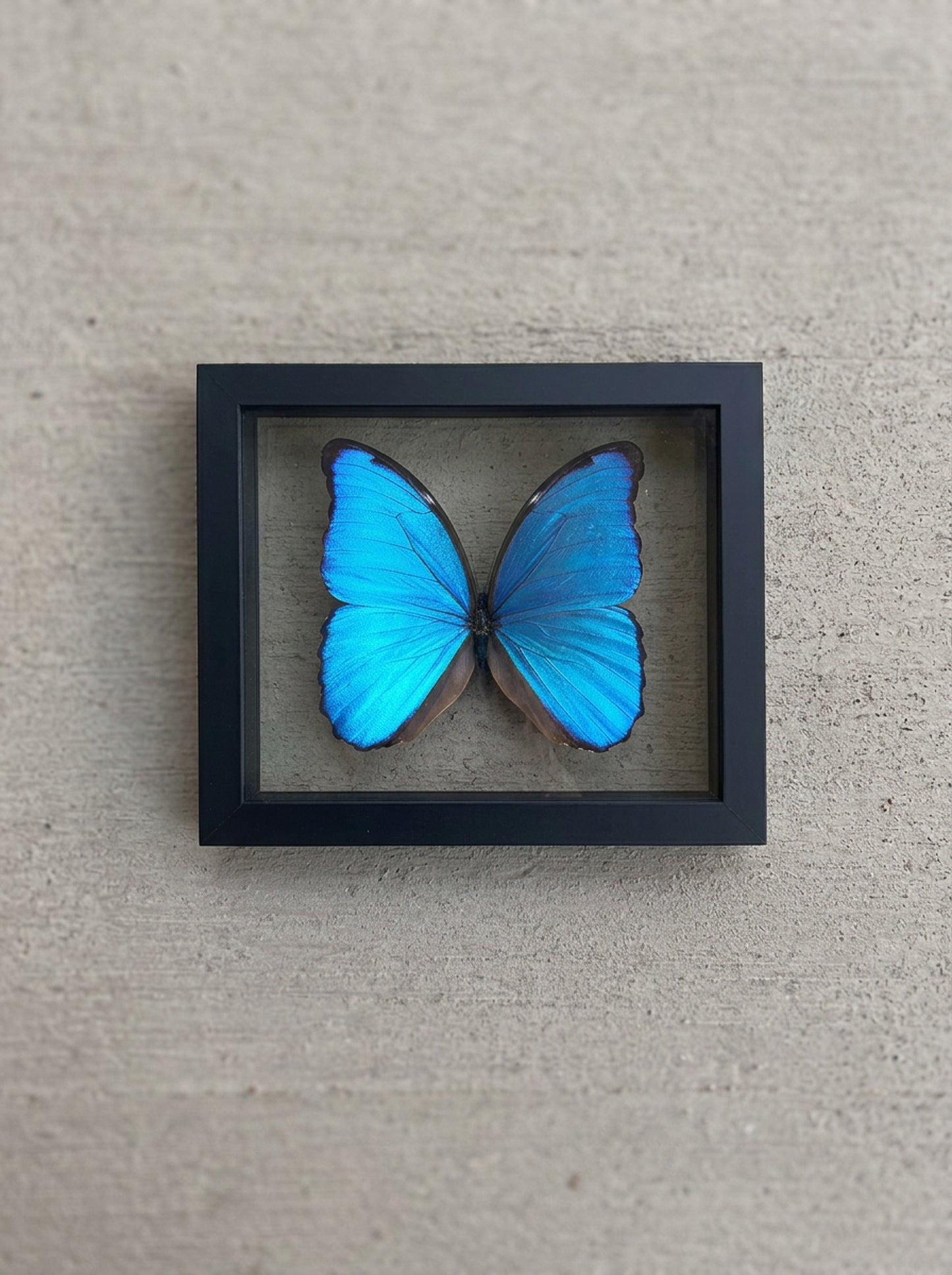 Framed Morpho Butterfly
