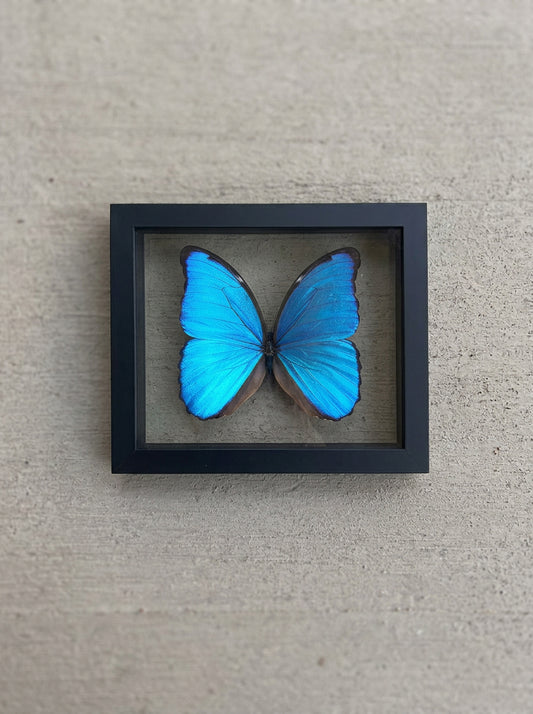 Framed Morpho Butterfly