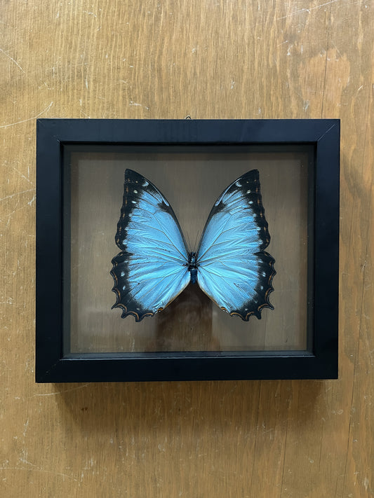 Framed Morpho Butterfly