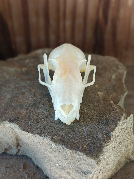 Fruit Bat Skull
