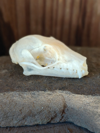 Fruit Bat Skull