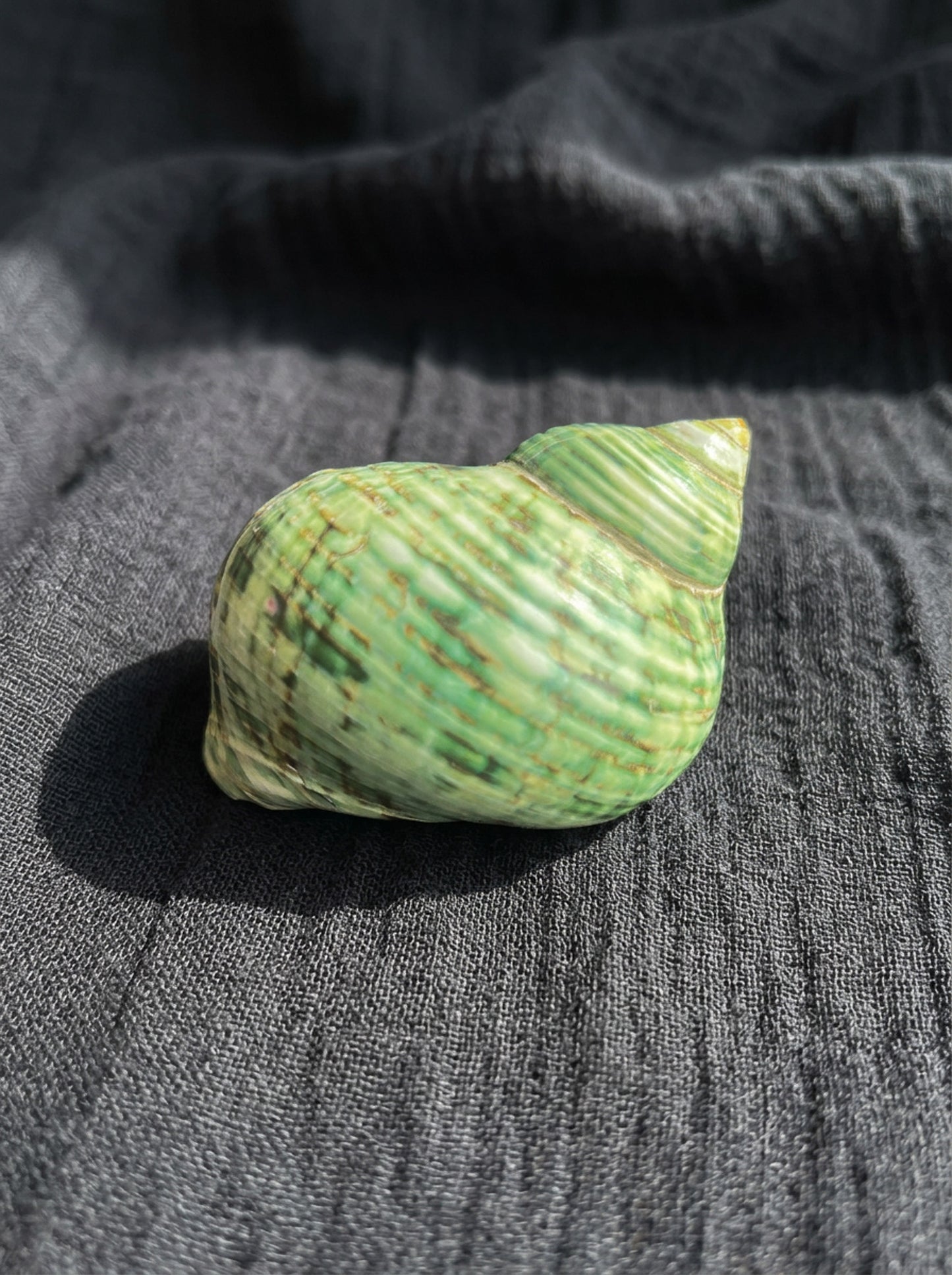 Assorted Shells (choose one)