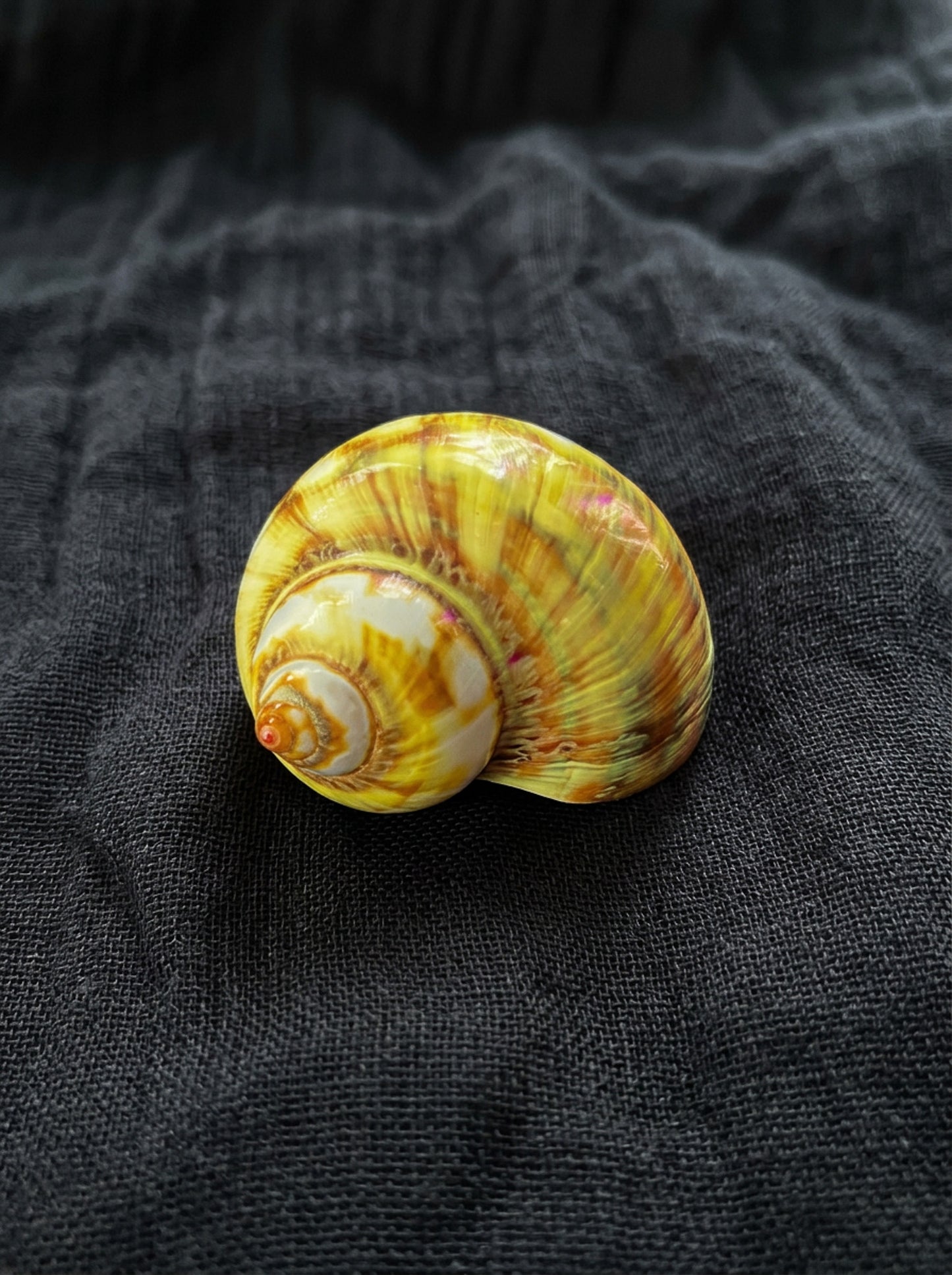 Assorted Shells (choose one)