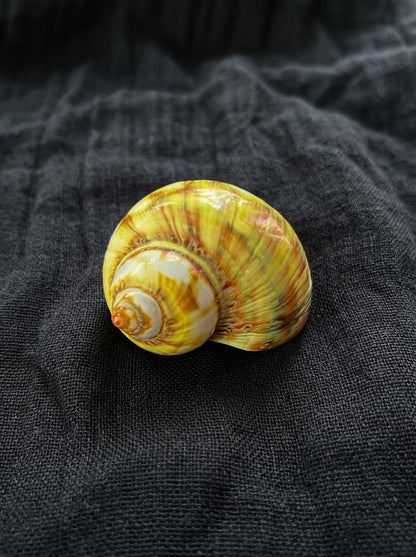 Assorted Shells (choose one)