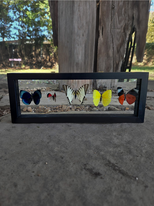 Horizontal Framed Butterfly Art: Five