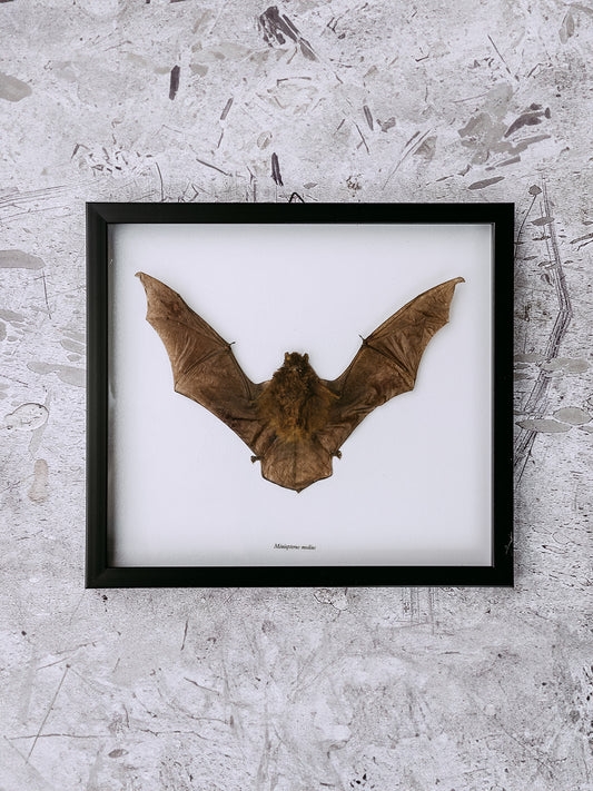 Framed Taxidermy Bat