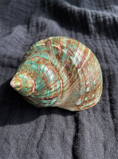 Assorted Shells (choose one)
