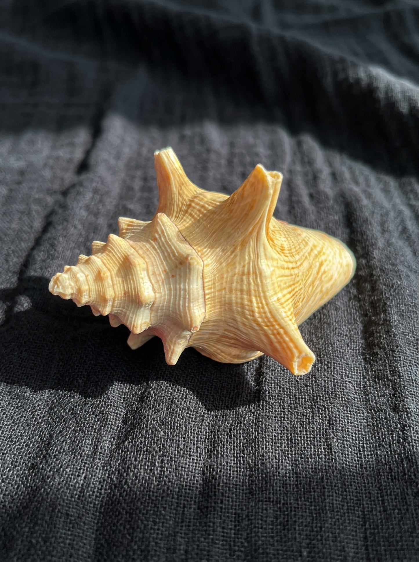 Assorted Shells (choose one)