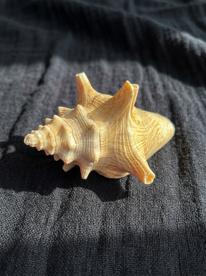 Assorted Shells (choose one)