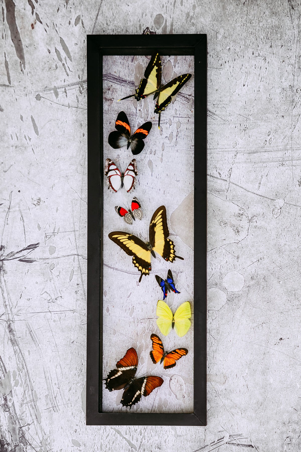 Framed Butterfly Art: 9 Butterfly