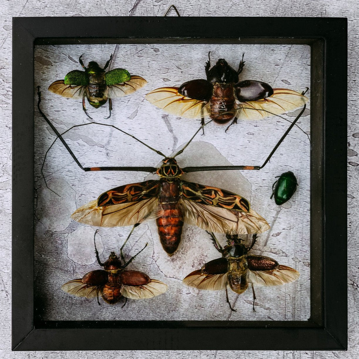6 Beetles Framed Insects