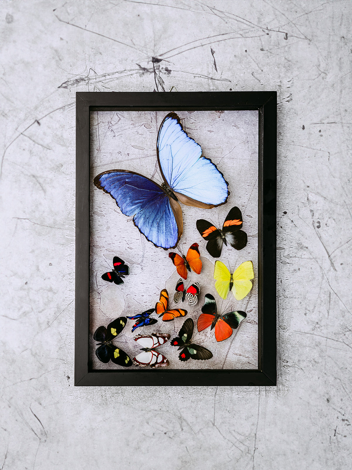 Morpho Variety  Framed Butterfly Art