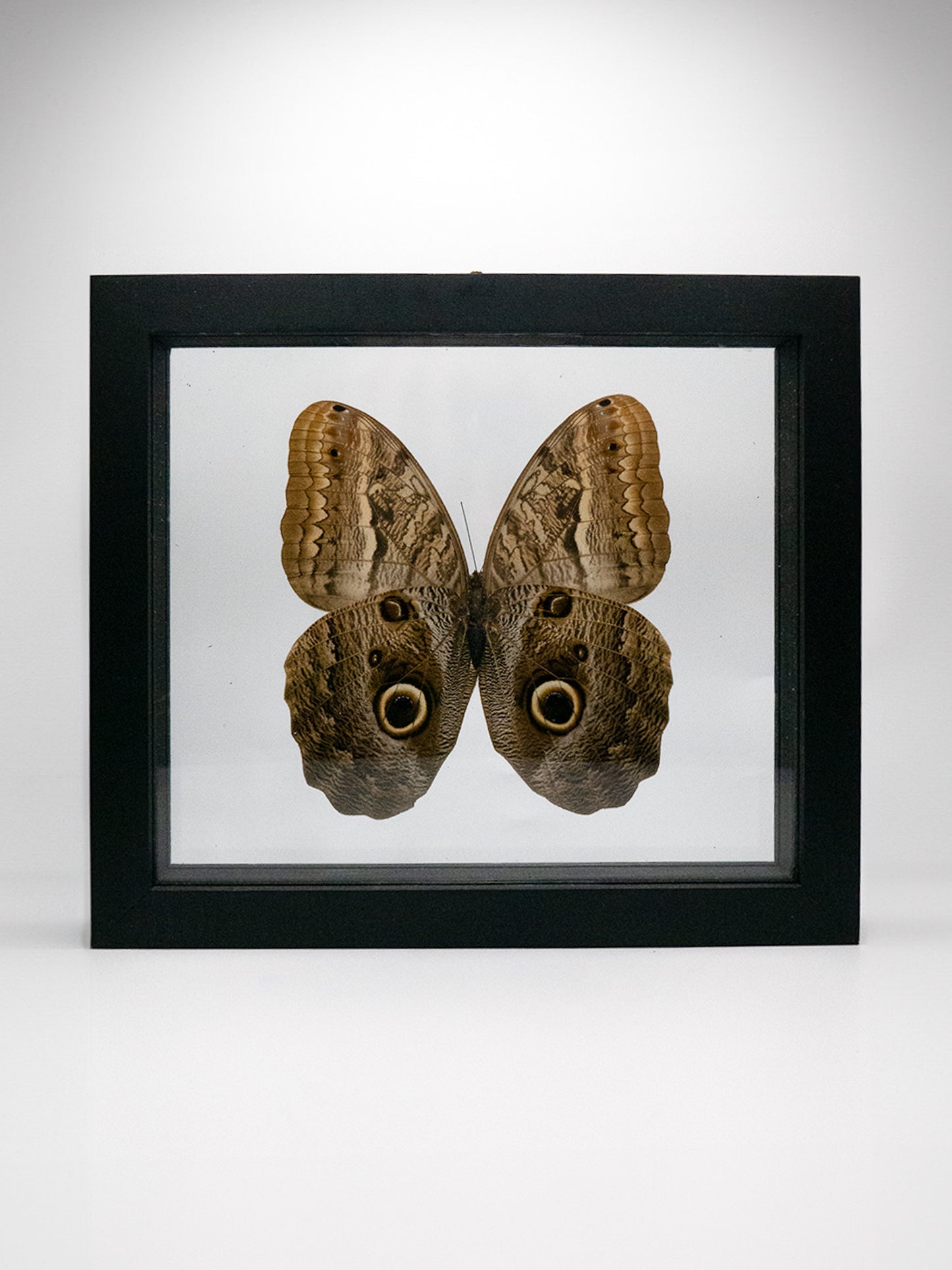 Moth Framed Butterfly Art