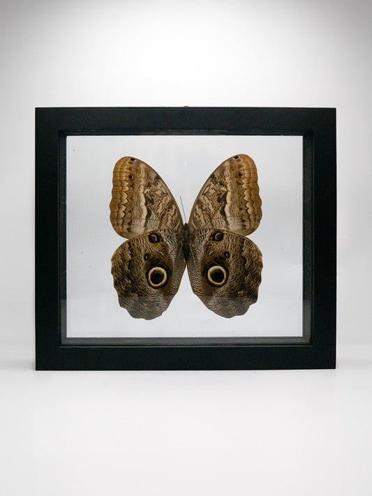 Moth Framed Butterfly Art