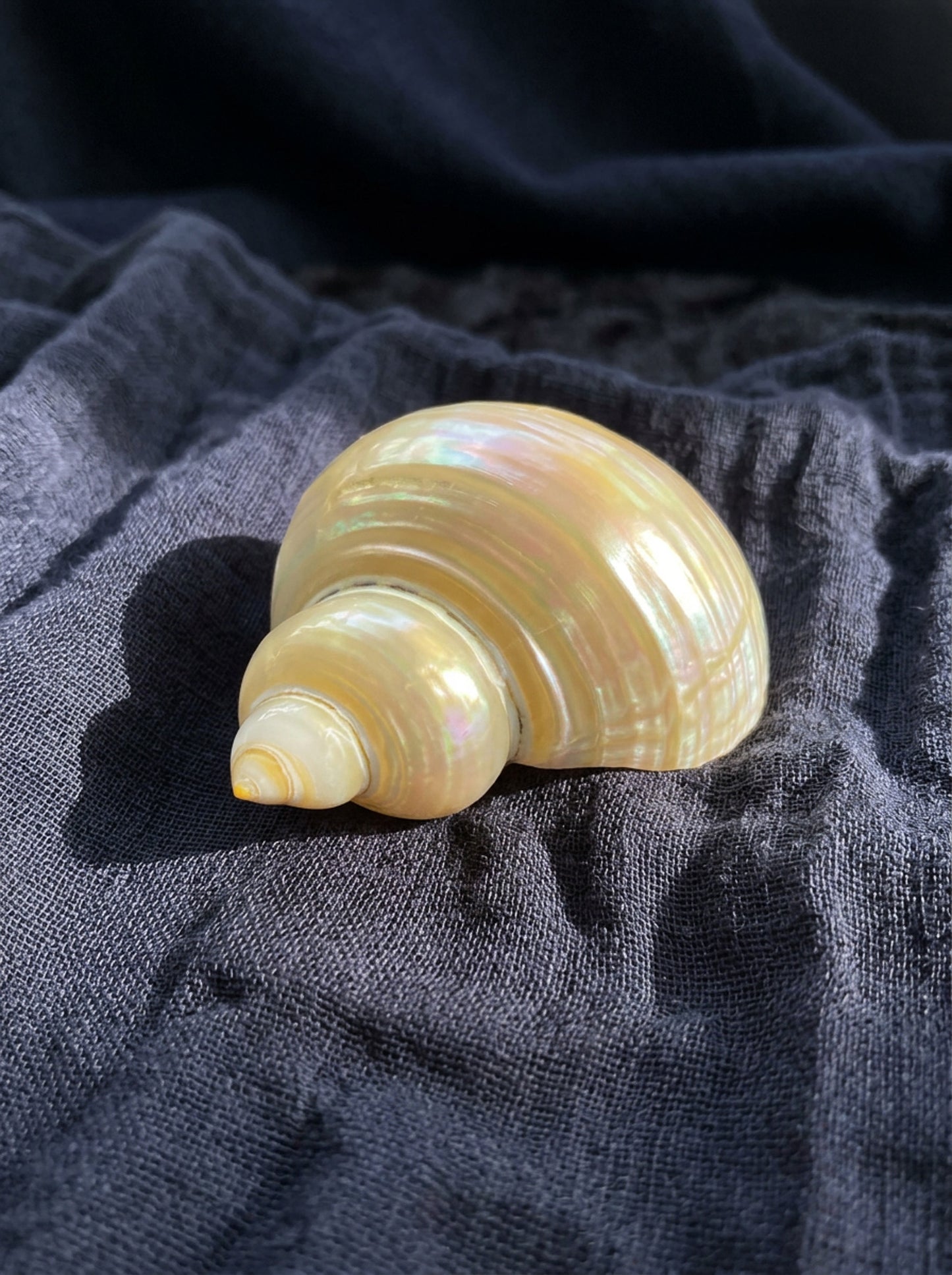 Assorted Shells (choose one)