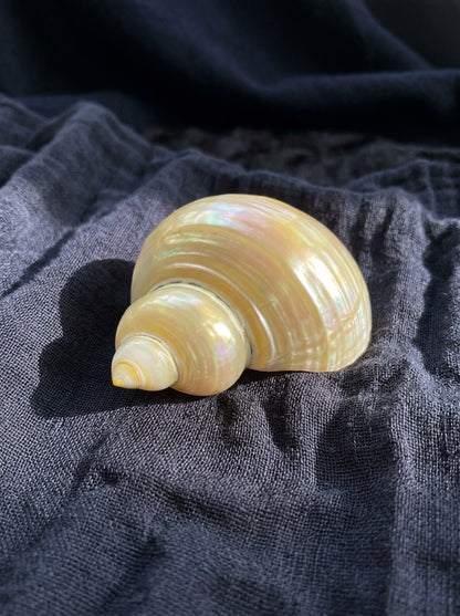 Assorted Shells (choose one)
