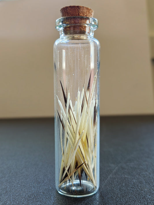 Mini Porcupine Quill Spell Jar