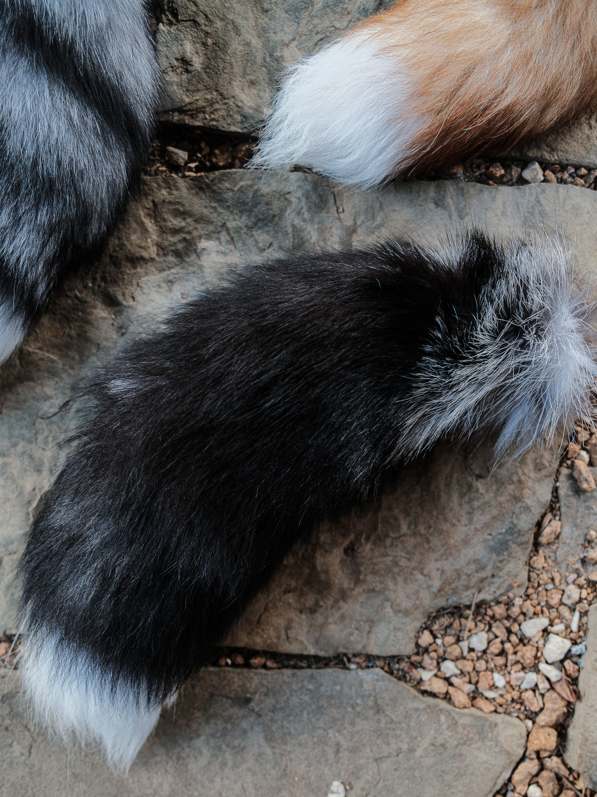 Real Fox Tail